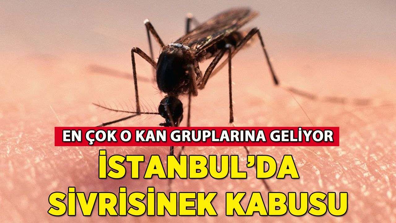 İstanbul'da sivrisinek kabusu: Hastaneye başvurular artıyor