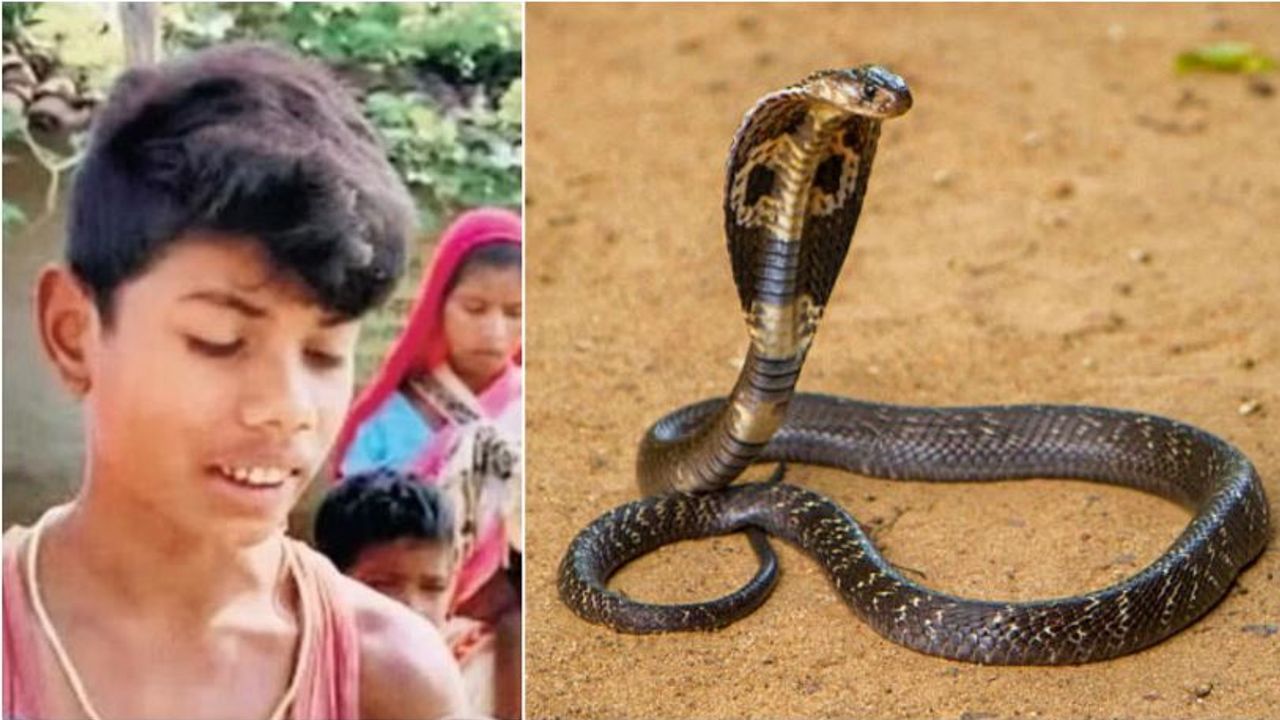 Hindistan'da 8 yaşındaki çocuğun ısırdığı kobra öldü