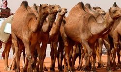 Develer güzellik yarışmasına katıldı, yapay işlem yapılan develer elendi