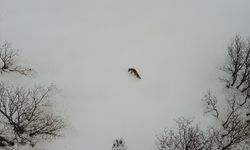 BİNGÖL - Karda yiyecek arayan tilki havadan görüntülendi