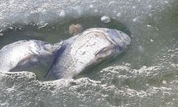 BOLU - Sünnet Gölü'ndeki balık ölümlerine ilişkin inceleme başlatıldı