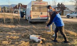 Bolu'da sahipli köpeği tüfekle yaralayan kişiye adli işlem yapıldı