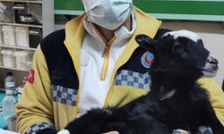 Rize'de ayağı kırılan kuzu veteriner bulunamayınca hastanede tedavi edildi