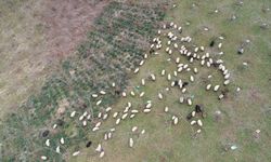 TRABZON - Dik yamaçlardaki meralar koyun sürüleriyle şenlendi