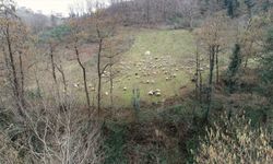 Trabzon'un dik yamaçlarındaki meralar koyun sürüleriyle şenlendi