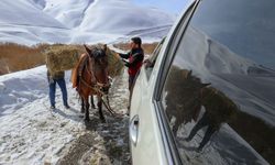 Van'da yaban keçileri için Pagan Dağı'na atlarla ot taşıdılar