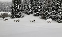 Abant ve Keltepe'de kuvvetli kar yağışı