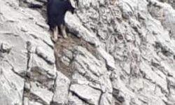 ADIYAMAN - Kayalıklarda mahsur kalan keçi AFAD ekiplerince kurtarıldı