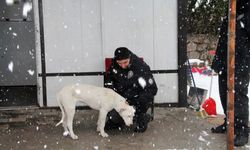 Amasya'da karda ıslanan köpek polis noktasına sığındı