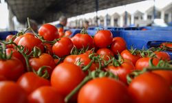 Antalya Toptancı Hali'nde yaş sebze fiyatları yaklaşık yüzde 50 düştü