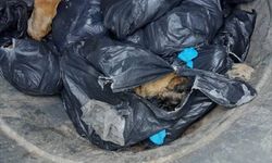 Beykoz'da çöp konteynerinde çok sayıda ölü köpek bulundu