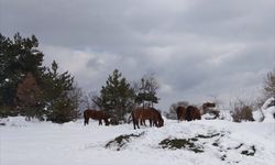 BOLU - Yılkı atları için karla kaplı yaylalara yem bırakıldı