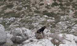 Burdur'da kayalıklarda mahsur kalan keçiyi AFAD kurtardı