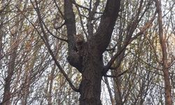 Fethiye'de ağaçta mahsur kalan kediyi itfaiye kurtardı