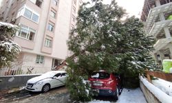 İstanbul'da dallarında kar biriken ağaç otomobilin üzerine devrildi