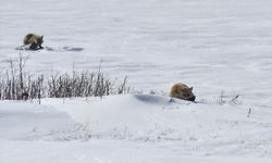 Karla kaplanan Kars'ta yaban hayvanları yiyecek bulmakta zorlanıyor