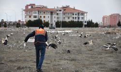 Konya'ya inen leylekler belediye ekiplerince balıkla besleniyor
