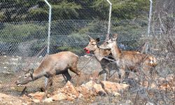 MANİSA - Spil Dağı Milli Parkı'na 9 kızıl geyik salındı