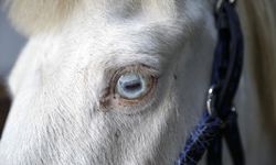 Pony cinsi "albino" at, binicilik kulübünün maskotu oldu