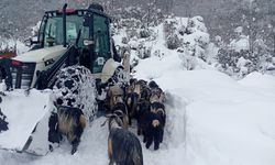 RİZE - Karda mahsur kalan "yavrular" kurtarıldı