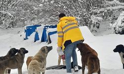 Samsun'da kardan etkilenen sokak hayvanları için doğaya 2 ton mama bırakıldı