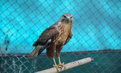 ŞANLIURFA - Güneydoğu'nun yaban hayvanları Şanlıurfa'daki merkezde yeniden hayata tutunuyor