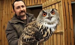 Sinop'taki merkez 4 yılda 1050 yaban hayvanına ev sahipliği yaptı