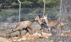 Spil Dağı Milli Parkı'na  9 kızıl geyik salındı