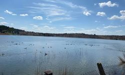 Tekirdağ'da avcılar tarafından gölete bin ördek salındı