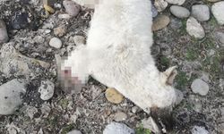 Tunceli'de bacakları kesilmiş ölü sokak köpeği bulundu