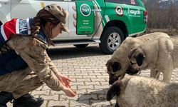 Tunceli'de jandarma sahipsiz hayvanlar için yemleme çalışması yaptı