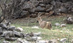 ADIYAMAN - Özel bakımla yaşama tutunan dağ keçisi Adıyaman'da doğaya bırakıldı