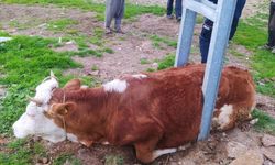 Adıyaman'da elektrik direğine sıkışan inek kurtarıldı