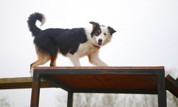 Arama kurtarma köpekleri eğitimlerle göreve hazırlanıyor