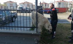 Erzincan'da demir parmaklıklara sıkışan köpek kurtarıldı