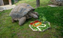 Kaplumbağa "Tuki" 102 yaşına girdi