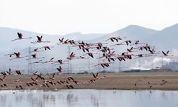 Kayseri'de flamingolar Hürmetçi Sazlığı'nı şenlendirdi
