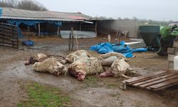 Kırklareli'nde kurtların saldırdığı 15 koyun telef oldu