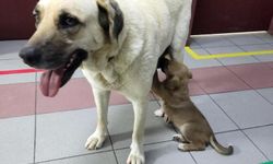 Sahipsiz köpek, kapısında beklediği klinikte hasta yavrusunu emzirdi