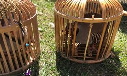 VAN - Bir araçta 6 kınalı keklik bulundu