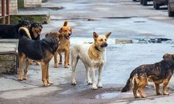 Başıboş sokak köpekleri korku salıyor: Can güvenliğimiz yok!