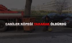 Zeytinburnu'nda dehşet: Köpeği yakarak öldürdüler