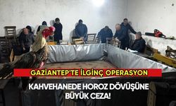 Gaziantep'te ilginç operasyon: Kahvehanede horoz dövüşüne ceza!