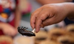 Meksika'da, Yenilebilir Böcek Festivali düzenlendi