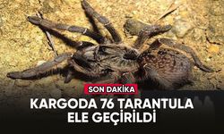 Posta kargosunda 76 tarantula ele geçirildi
