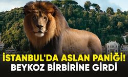 İstanbul'da aslan paniği! Beykoz birbirine girdi