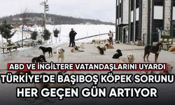Türkiye'de başıboş köpek sorunu yaşanıyor