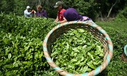 Rize'nin çay ihracatında büyük artış!