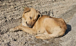 Dehşet veren olay: Uyuşturularak araziye atılmış 10 köpek bulundu