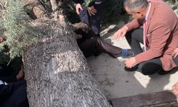 Seçim çalışmaları için gittiği Burdur’da üzerine ağaç devrildi